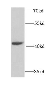 NCK2 Antibody