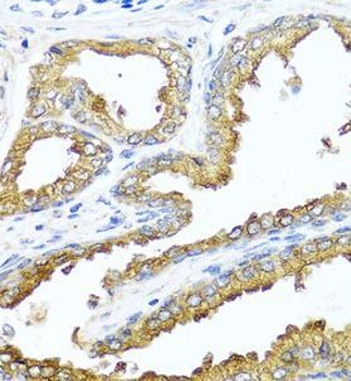 NCK2 Antibody