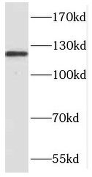 NCKAP1 Antibody