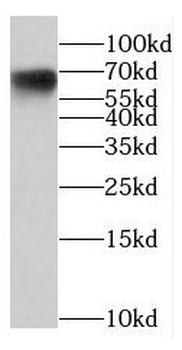 NCOA5 Antibody