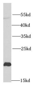 NCS1 Antibody