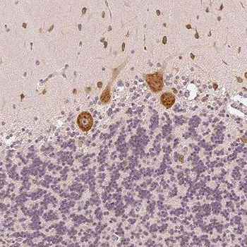 NCS1 Antibody