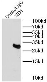 MT-ND1 Antibody