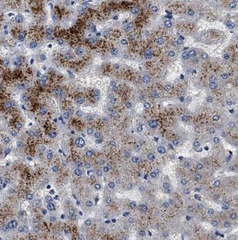 MT-ND1 Antibody