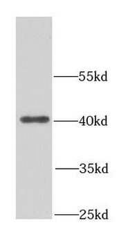 NDE1 Antibody