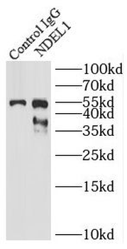 NDEL1 Antibody