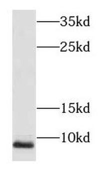 NDUFA3 Antibody