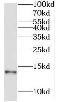 NDUFA5 Antibody