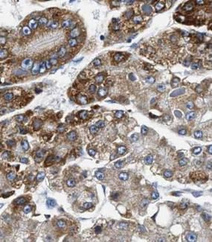 NDUFA9 Antibody