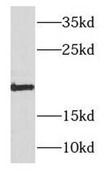 NDUFB11 Antibody