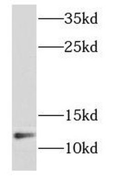 NDUFB2 Antibody