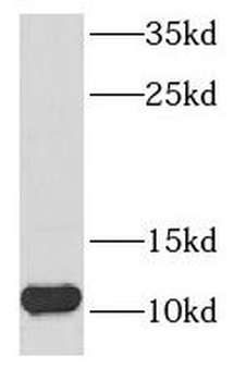 NDUFB3 Rabbit Polyclonal Antibody