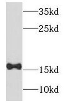 NDUFB6 Antibody