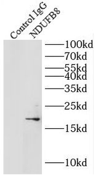 NDUFB8 Antibody
