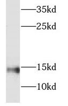 NDUFC2 Antibody