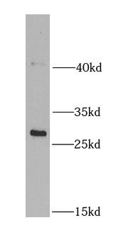 NDUFS3 Antibody