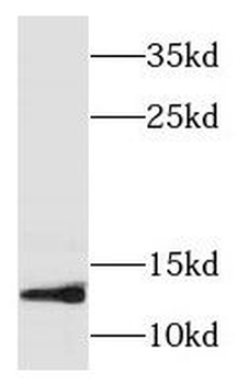 NDUFS6 Antibody