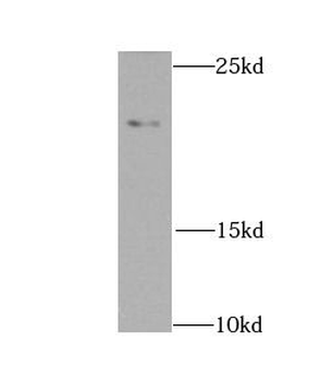 NDUFS7 Antibody