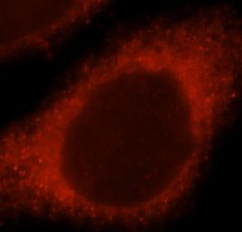 NDUFS7 Antibody