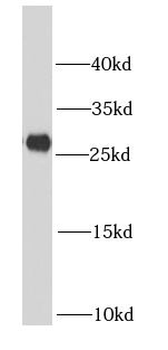 NDUFV2 Antibody