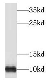 NDUFV3 Antibody