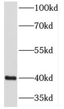 NECAP1 Antibody