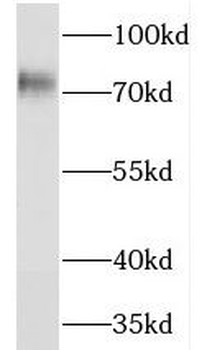 NEDD1 Antibody