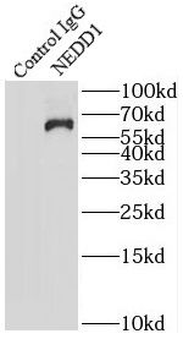 NEDD1 Antibody