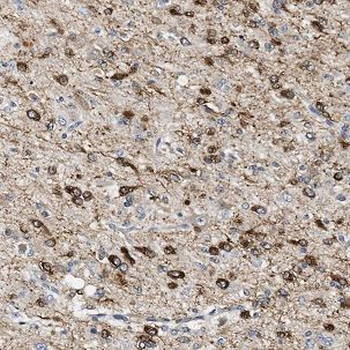 NEDD1 Antibody