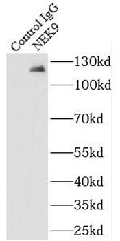NEK9 Antibody
