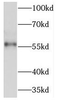 NSMF Antibody
