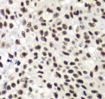 NELFE Antibody