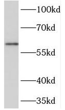 NETO2 Antibody
