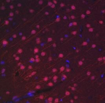 NeuN Antibody