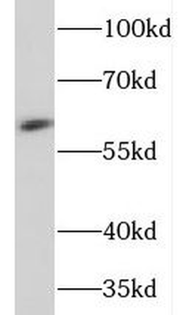 NEURL1 Antibody