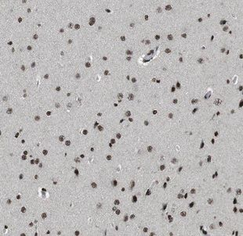 NCDN Antibody