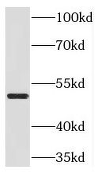 NEUROD1 Antibody