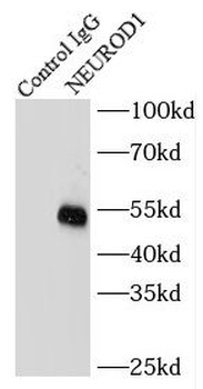 NEUROD1 Antibody