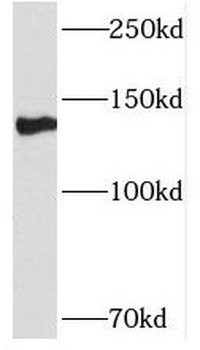 NFATC2 Antibody