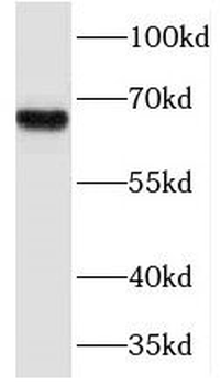 NFE2L1 Antibody
