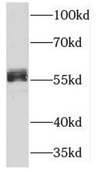NFIL3 Antibody
