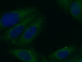 NFKB2 Antibody