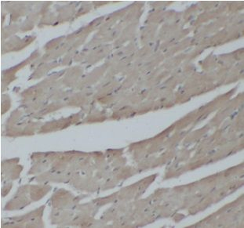 NFKBIZ Antibody