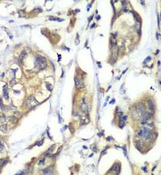 NFS1 Antibody