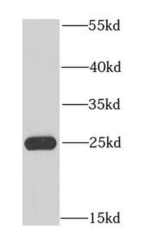 NFU1 Antibody