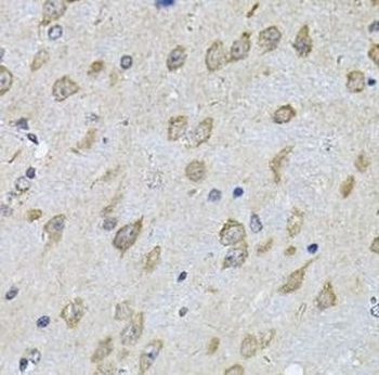 NFU1 Antibody