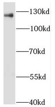 NFX1 Antibody