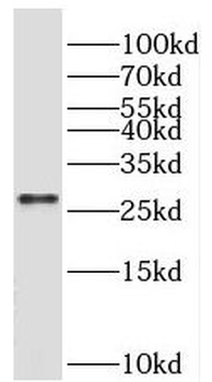 BEX3 Antibody
