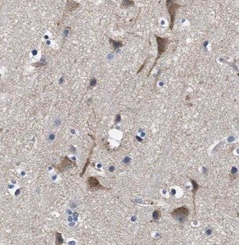 NGRN Antibody