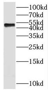 SLC9B2 Antibody